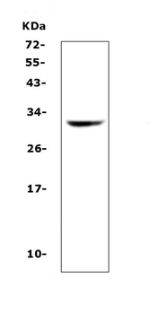 HLA-DQB1/HLA Rabbit Polyclonal Antibody