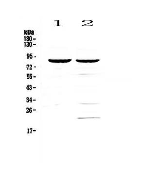 CD19 Rabbit Polyclonal Antibody