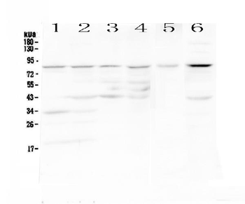 CD19 Rabbit Polyclonal Antibody