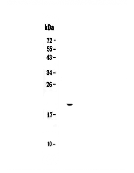 IL17C Rabbit Polyclonal Antibody