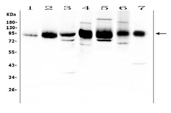 ICAM1 Antibody
