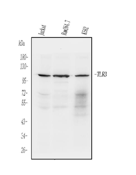 TLR3 Rabbit Polyclonal Antibody