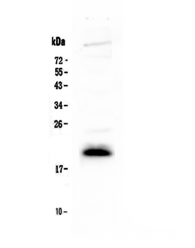 IL4 Rabbit Polyclonal Antibody