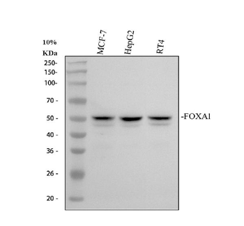 FOXA1 Rabbit Polyclonal Antibody