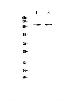 CD11c/ITGAX Rabbit Polyclonal Antibody