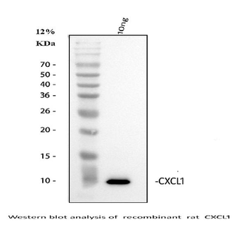 GRO alpha/Cxcl1 Rabbit Polyclonal Antibody