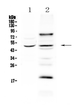 SKP2 Rabbit Polyclonal Antibody