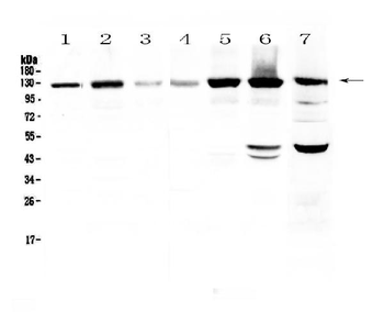 Eph receptor A2/EPHA2 Antibody