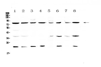 MRE11/MRE11 Rabbit Polyclonal Antibody