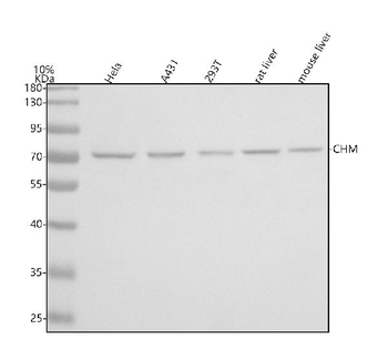 CHM Rabbit Polyclonal Antibody