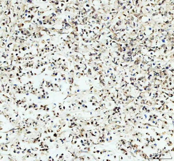 PER1 Rabbit Polyclonal Antibody