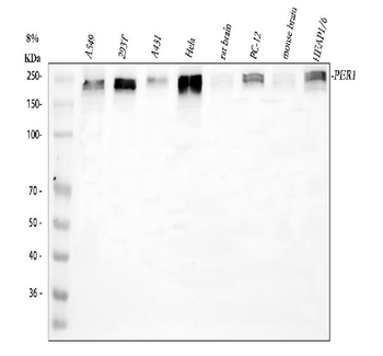 PER1 Rabbit Polyclonal Antibody
