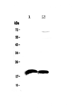 IL22 Rabbit Polyclonal Antibody