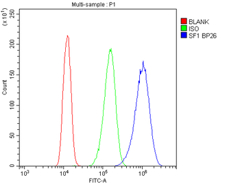 splicing factor 1/SF1 Rabbit Polyclonal Antibody