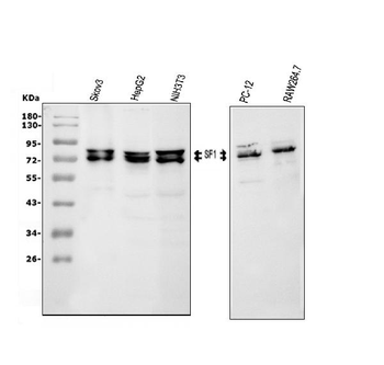 splicing factor 1/SF1 Rabbit Polyclonal Antibody