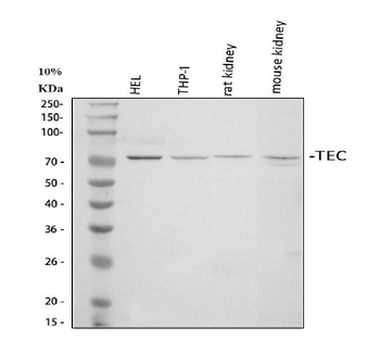 Tec Rabbit Polyclonal Antibody