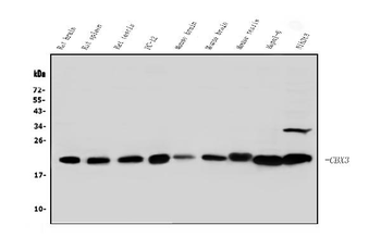 HP1 gamma/CBX3 Rabbit Polyclonal Antibody