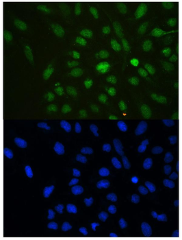 HP1 gamma/CBX3 Rabbit Polyclonal Antibody