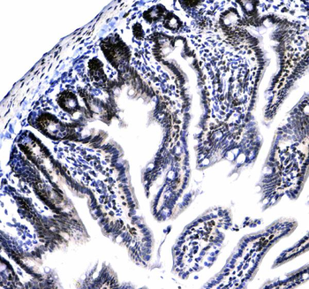 HP1 gamma/CBX3 Rabbit Polyclonal Antibody