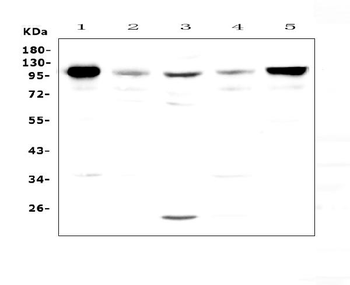 VCAM1 Antibody