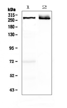 MAP2 Rabbit Polyclonal Antibody