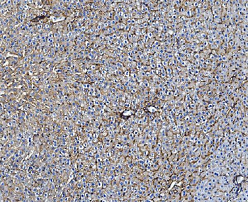 TAPA1/Cd81 Rabbit Polyclonal Antibody