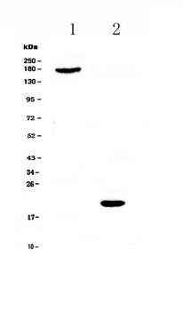 COL18A1 Rabbit Polyclonal Antibody