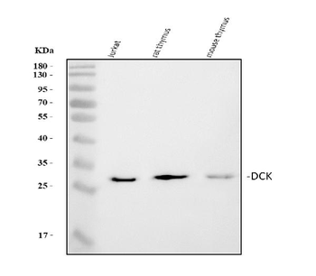 DCK Rabbit Polyclonal Antibody