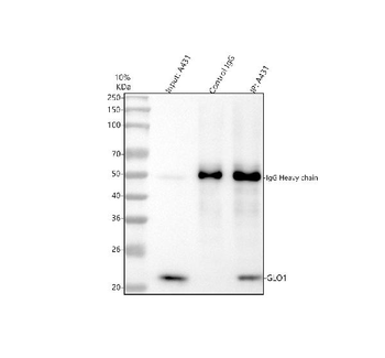 GLO1 Rabbit Polyclonal Antibody
