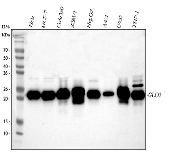 GLO1 Rabbit Polyclonal Antibody