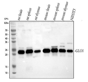 GLO1 Rabbit Polyclonal Antibody