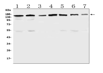 PER3 Rabbit Polyclonal Antibody