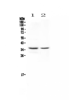 CD8 alpha/Cd8a Rabbit Polyclonal Antibody