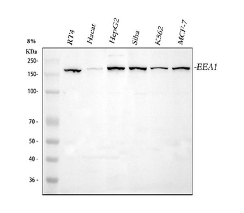 EEA1 Rabbit Polyclonal Antibody