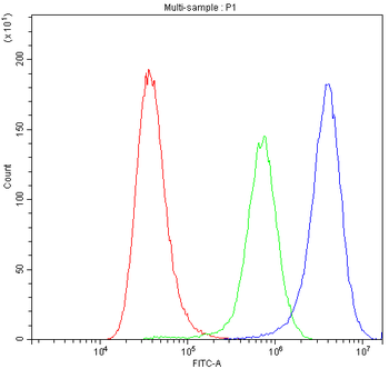 Synaptotagmin 1/SYT1 Antibody