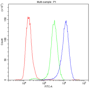 Synaptotagmin 1/SYT1 Antibody