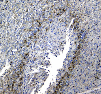 Synaptotagmin 1/SYT1 Antibody