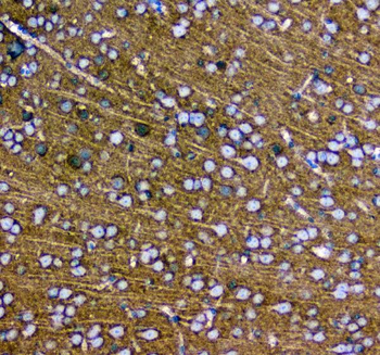 Synaptotagmin 1/SYT1 Antibody