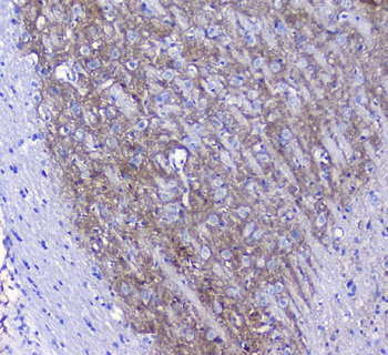 Synaptotagmin 1/SYT1 Antibody