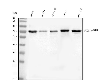 FCGR1A Rabbit Polyclonal Antibody