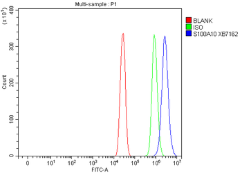 S100A10 Antibody