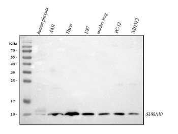 S100A10 Antibody