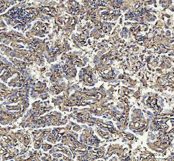 S100A10 Antibody