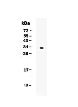 Kallikrein 1/KLK1 Rabbit Polyclonal Antibody