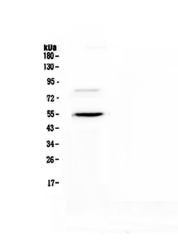 ANGPTL3 Rabbit Polyclonal Antibody