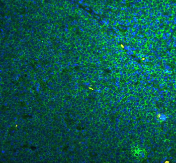 Caspase 4/CASP4 Rabbit Polyclonal Antibody