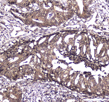 Caspase 4/CASP4 Rabbit Polyclonal Antibody