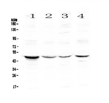 Caspase 4/CASP4 Rabbit Polyclonal Antibody