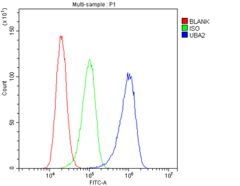 SAE2/UBA2 Rabbit Polyclonal Antibody