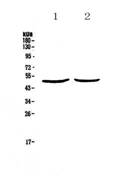 PLAU Rabbit Polyclonal Antibody